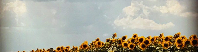 sunflowers